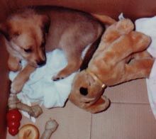 NoToyNoLove